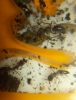 odontomachus