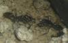 Odontomachus con larva wilcas