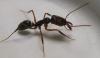 odontomachus  sp