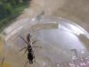 odontomachus