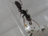Reina de Odontomachus