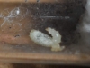 Larva de Odontomachus