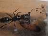 Reina de Odontomachus