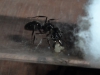 Reina de Odontomachus
