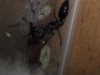 Reina de Odontomachus