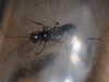 Macho alado de Odontomachus