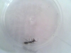 reina odontomachus - Gerson3366