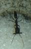 Odontomachus en azucar wilcas