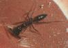 Odontomachus wilcas