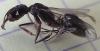 Odontomachus_hembra