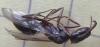 Odontomachus hembra