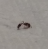 �solenopsis?