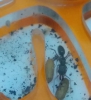 odontomachus con capullos