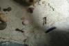 Odontomachus explorando wilcas