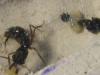 odontomachus1
