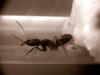 Odontomachus
