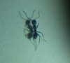 �Qu� especie es?
