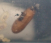 pupa odontomachus