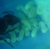 Primera pupa