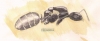 Camponotus piceus reina