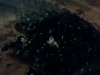 Camponotus Piceus