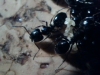 Camponotus Piceus