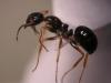 C. piceus