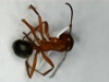 F. sanguinea-cuerpo