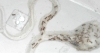 lasius gaditanas