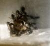 Lasius emarginatus en hormiguero ^ozo^