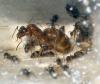 Colonia Lasius emarginatus