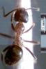 Lasius emarginatus obrera