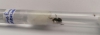 Reina Lasius emarginatus
