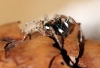 Phidippus audax