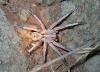 Lycosa tarentula, Fuengirola