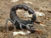 escorpion