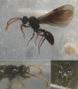 Myrmecina graminicola 20150726 m MTm