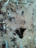 H.NaturalCataHis1