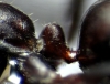 Cataglyphis hispanicus