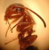 Camponotus truncatus? (detalle cabeza)