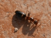 Camponotus truncatus 20150624 r (1)