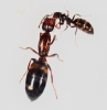 trofalaxia reina truncatus