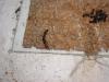 Galer�as que han excavado en corcho.