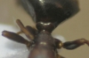 truncatus