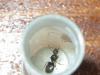 mis primeras lasius de mi campo