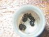 mas y mas reinas lasius