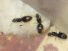 lasius con huevos sin identificar la especie