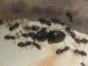 mi colonia de posibles lasius lasioides