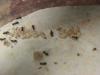 mi colonia de posibles lasius lasioides