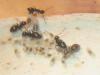 mi colonia de posibles lasius lasioides